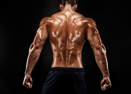 Back muscles